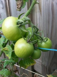 10714701_895610553800941_1168236286_n