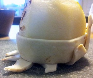 10748834_924643967564266_1594101041_n