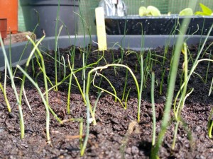 11094579_1027842027244459_1353190207_n