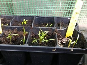 11101122_1018293051532690_41834111_n