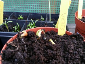 11118866_1019258801436115_521024529_n