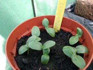 11124825_1027842163911112_2093535445_n