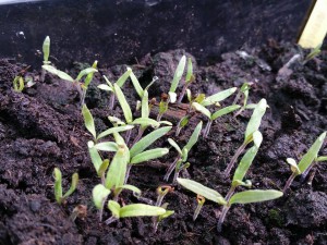 11134331_1019258758102786_628670404_n