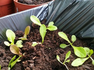 11139579_1019258691436126_1619105105_n