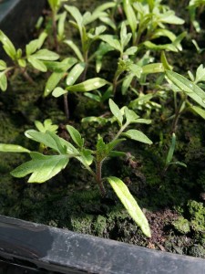 11157988_1027842070577788_1192514777_n