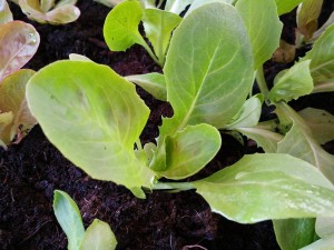 11164085_1027842967244365_369185793_n