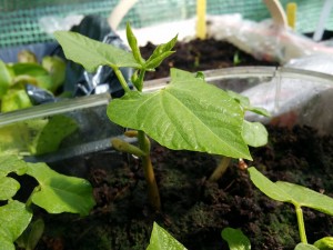 11164146_1027841760577819_323953143_n