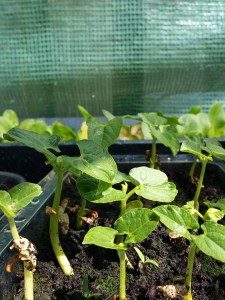 11166079_1027841693911159_1808708079_n