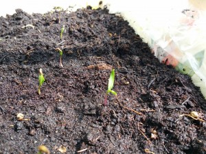 11178527_1027842680577727_1418102720_n