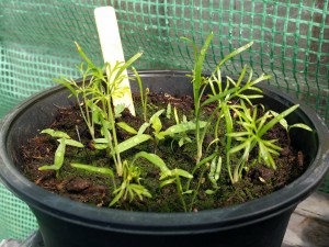 11180039_1027842260577769_1245604921_n