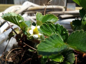 11180095_1027841647244497_1881911540_n