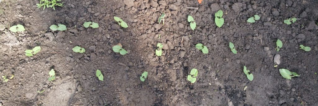 12991864_1244798662215460_1080788023_o