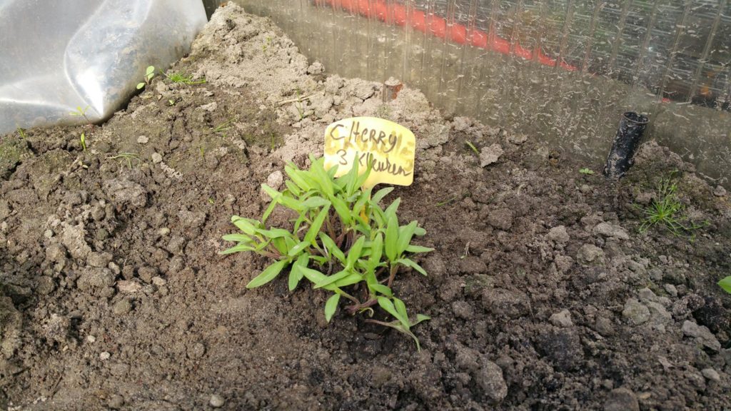 13016758_1244798328882160_1627084018_o