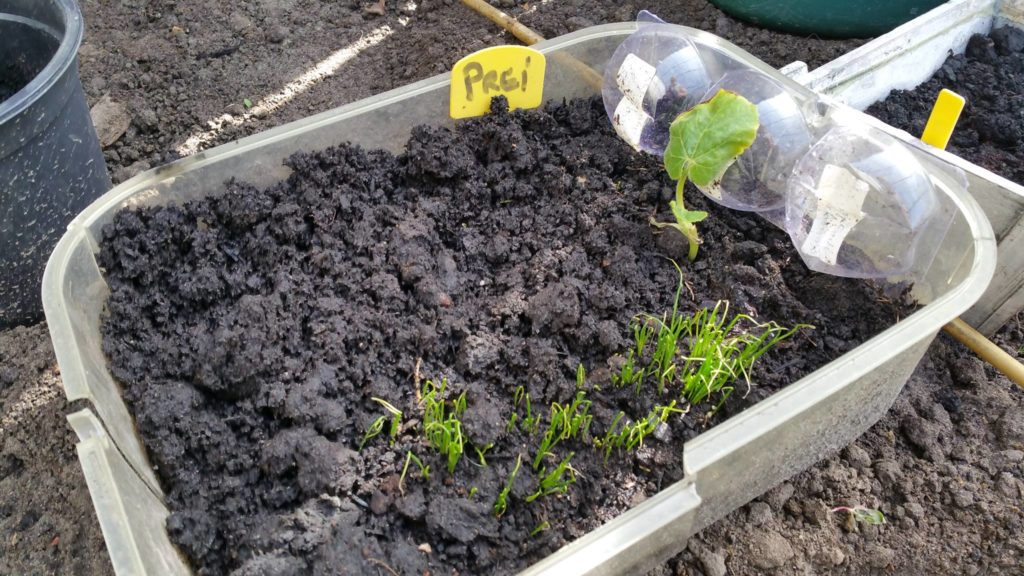 13035612_1244798502215476_1693346816_o