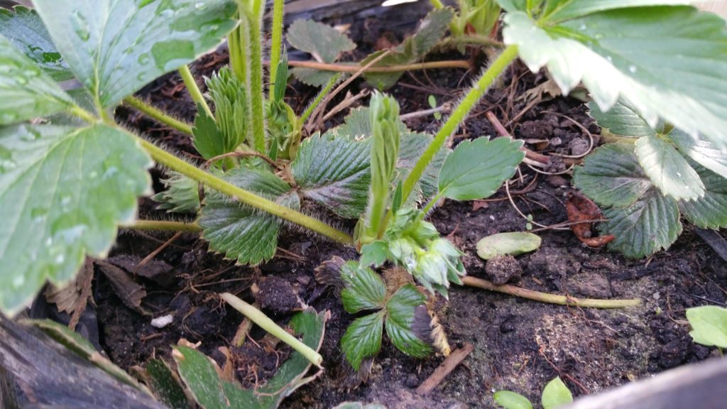 13052688_1244799962215330_1505782759_o