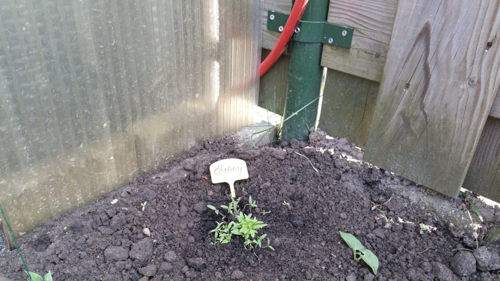 13054670_1244799062215420_1648838532_o