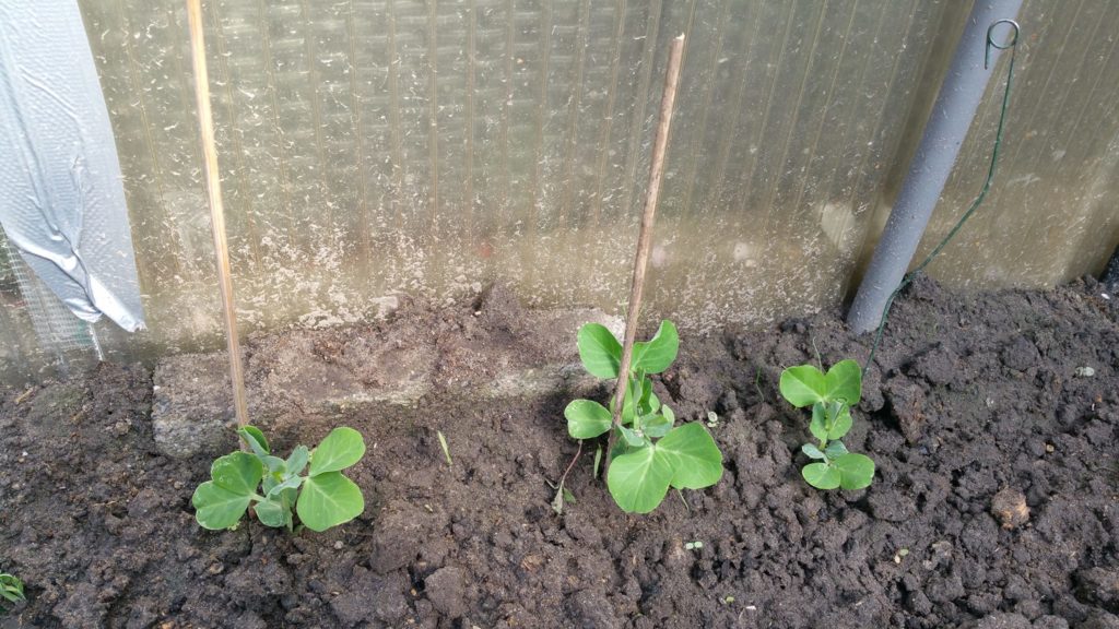 13054883_1244798248882168_1855294697_o