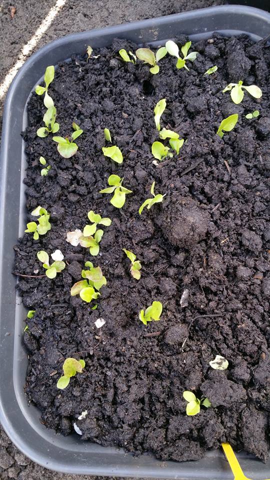 13059660_1244798812215445_1955721230_n