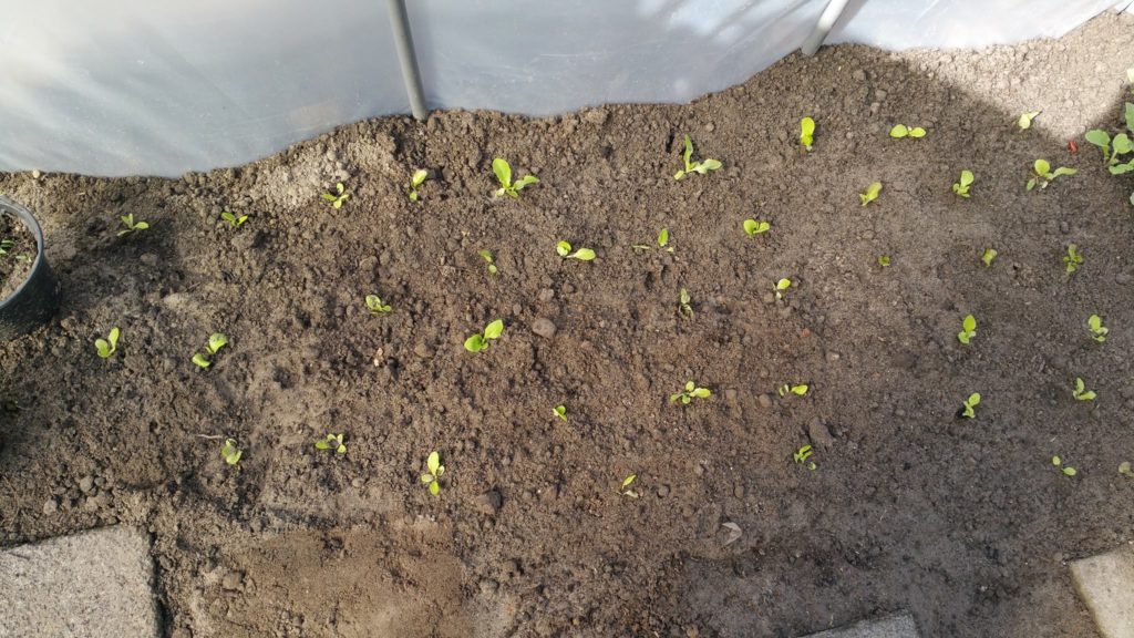 13072001_1244799035548756_23884581_o