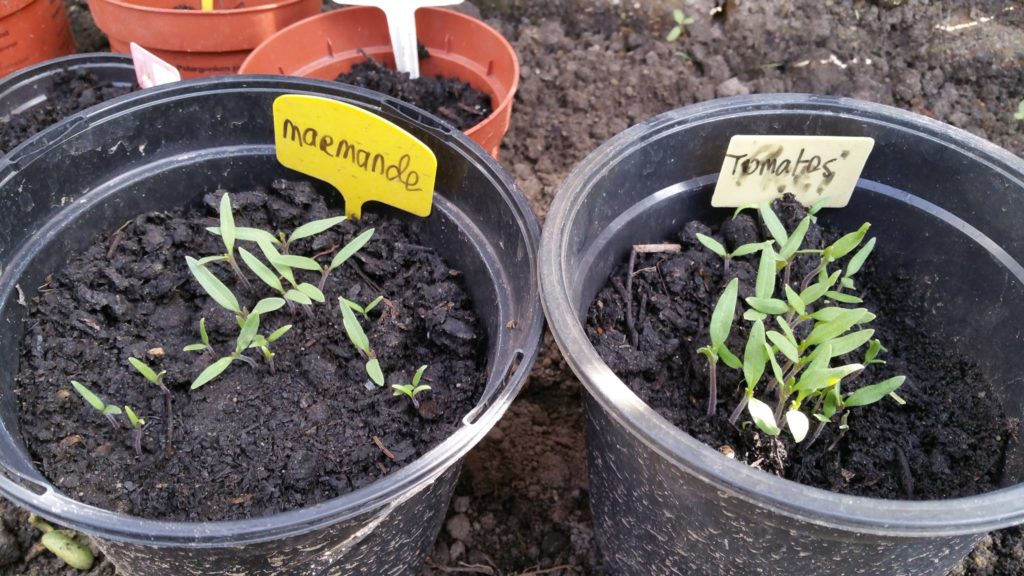 13072074_1244798612215465_478444046_o