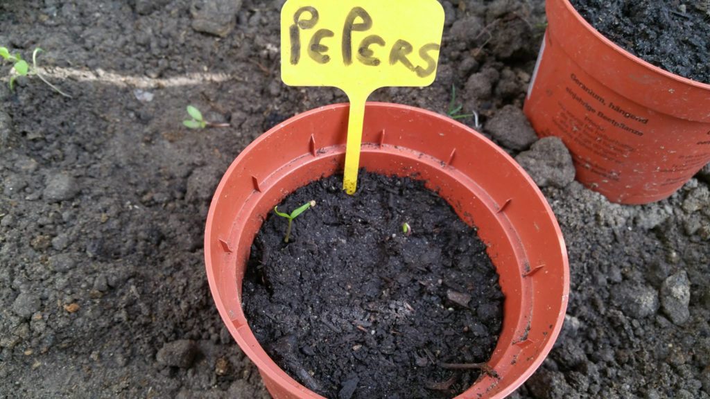 13072174_1244798572215469_1348208337_o