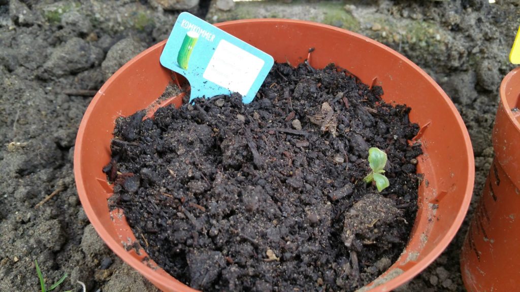 13072217_1244798455548814_1246045435_o