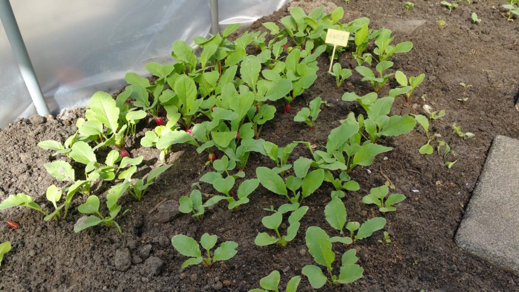 13078211_1244798168882176_1986516825_o