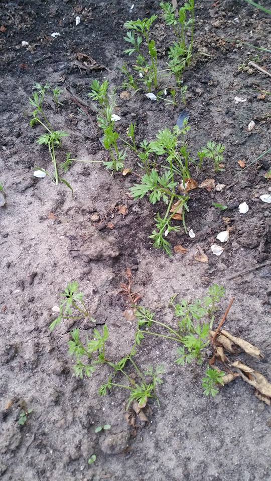 13180882_1259669580728368_19053344_n