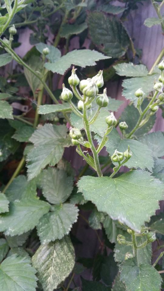 13183018_1259669374061722_214432400_n