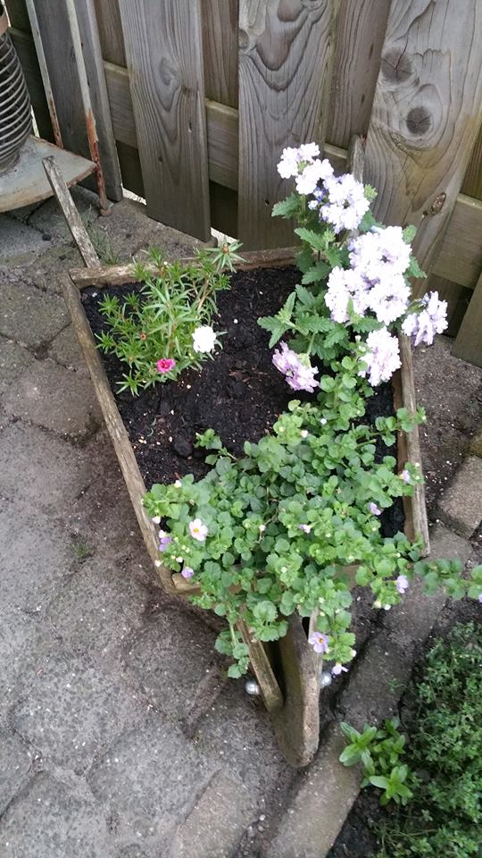 13187827_1259671507394842_801180558_n