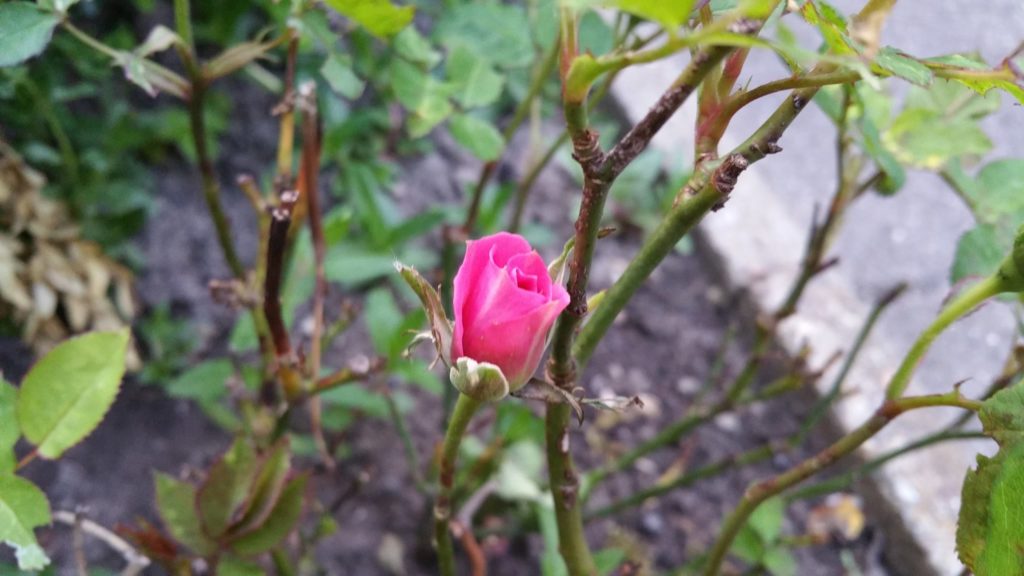 13199056_1259672714061388_507573469_o