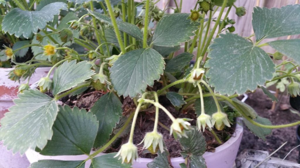 13199485_1259670410728285_1822830710_o