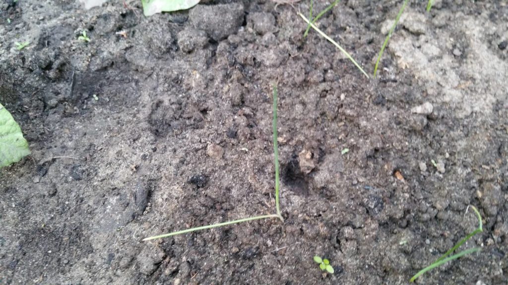 13211030_1259670994061560_1517703873_o