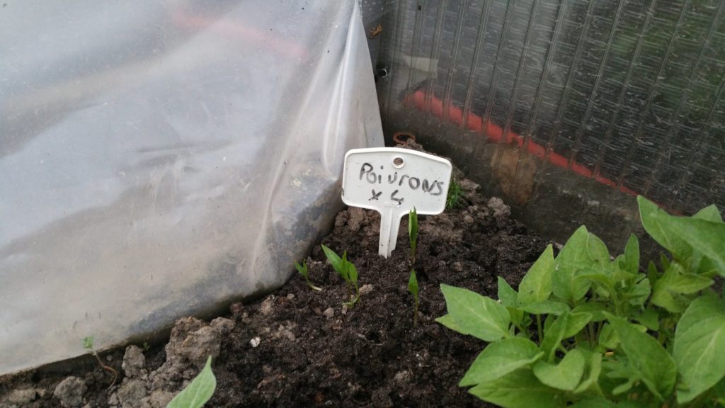 13214530_1259670550728271_600690718_o