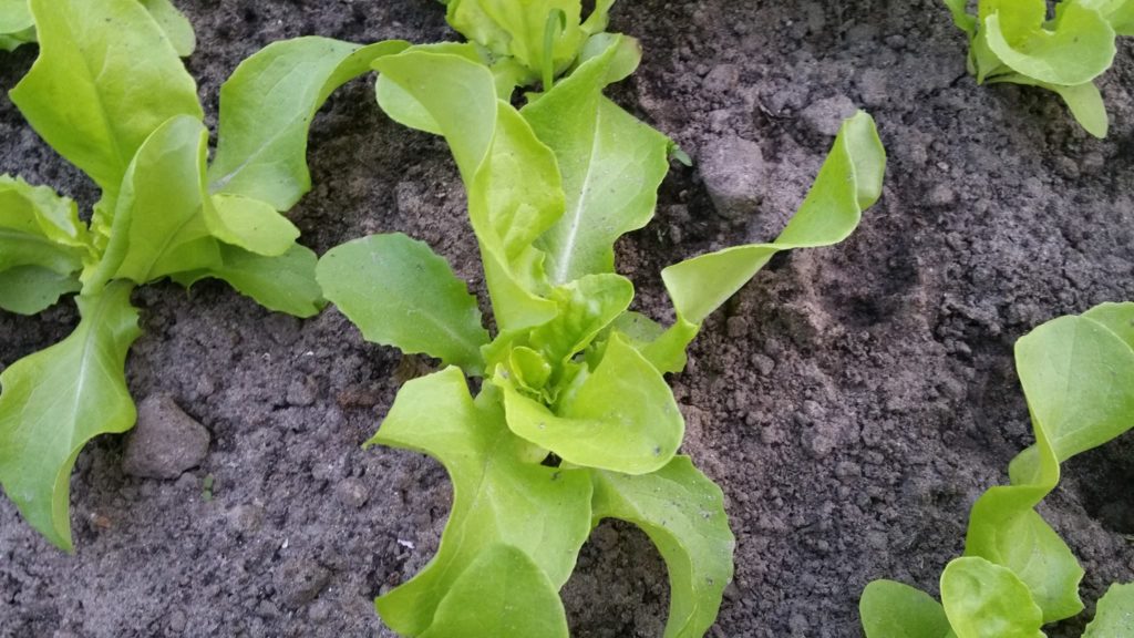 13214628_1259670257394967_664592471_o