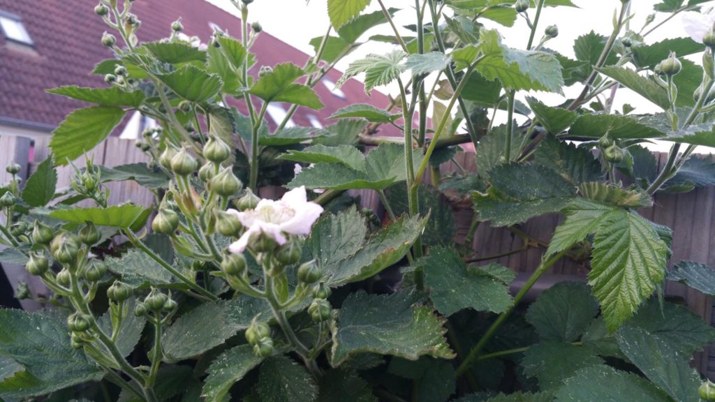 13214796_1259669450728381_422995514_o