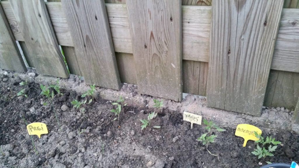 13214852_1259671224061537_1173467123_o