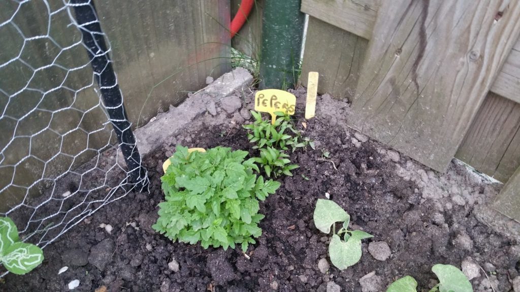 13223544_1259670700728256_1846785128_o