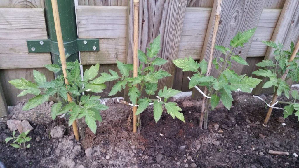 13223617_1259671267394866_716827139_o