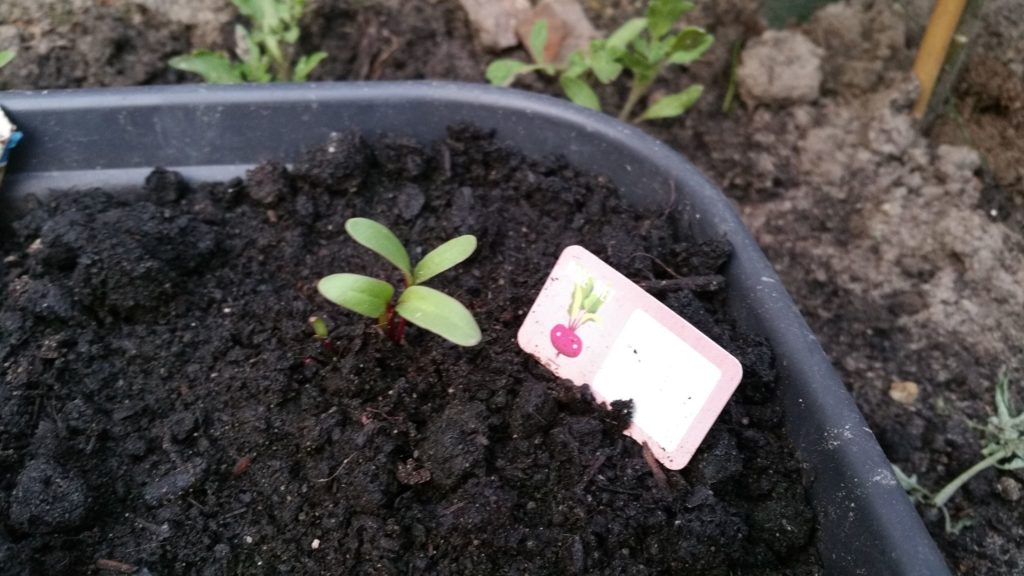 13223641_1259671030728223_155946814_o