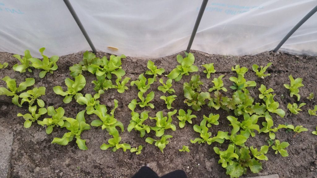 13224100_1259670354061624_700790201_o