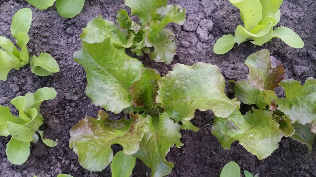 13224347_1259670294061630_1311776132_o