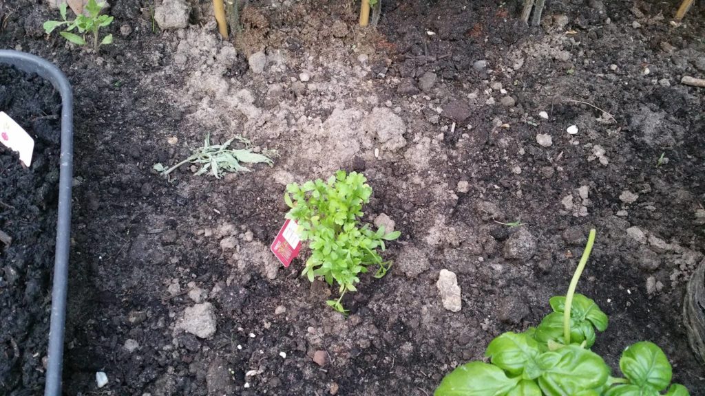 13225236_1259671110728215_1002835598_o