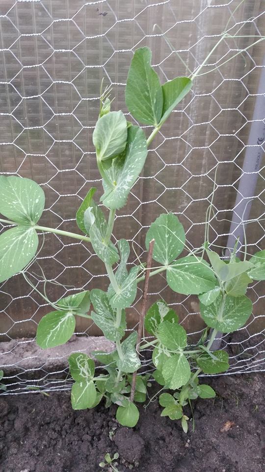 13227958_1259670624061597_102721654_n