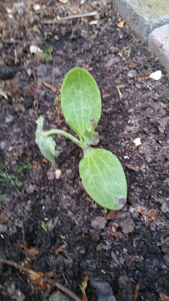 13228031_1259669324061727_832732373_n