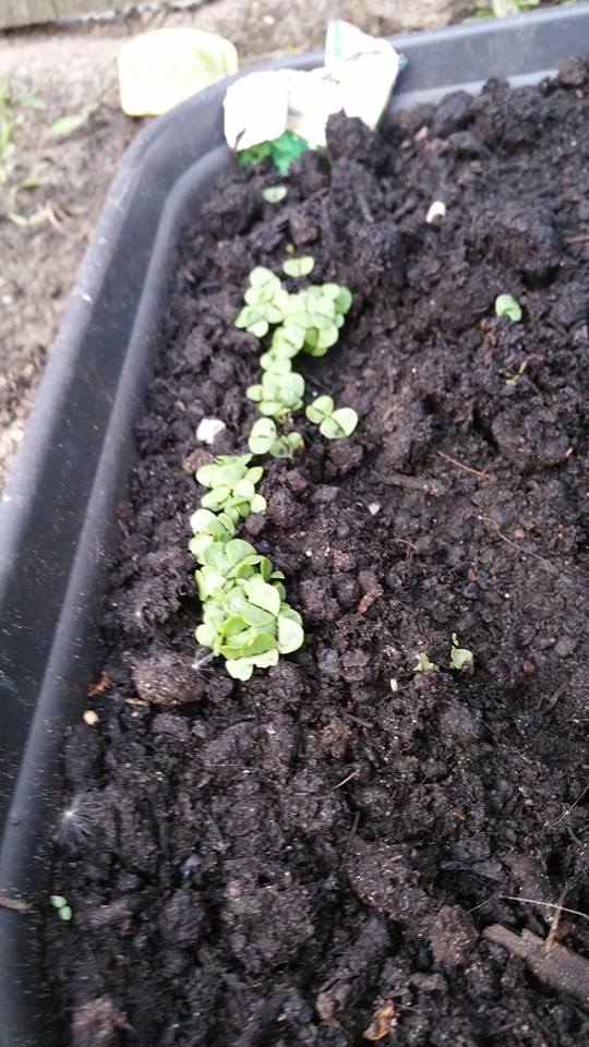 13231001_1259671320728194_413637543_n