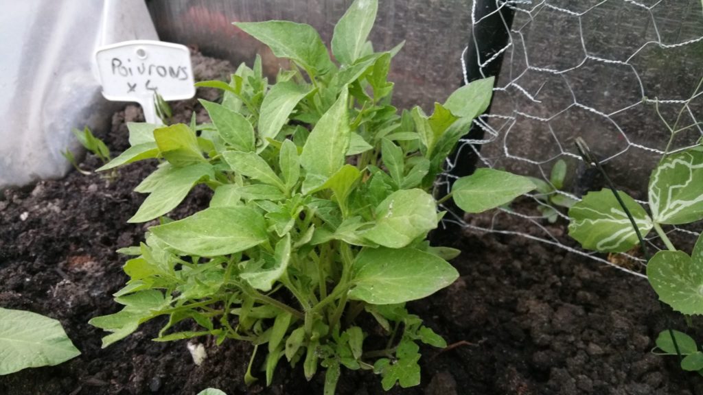 13234523_1259670574061602_1727687611_o