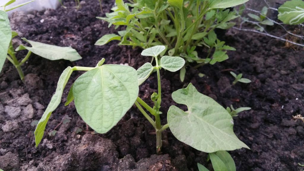 13234587_1259670450728281_1559720629_o